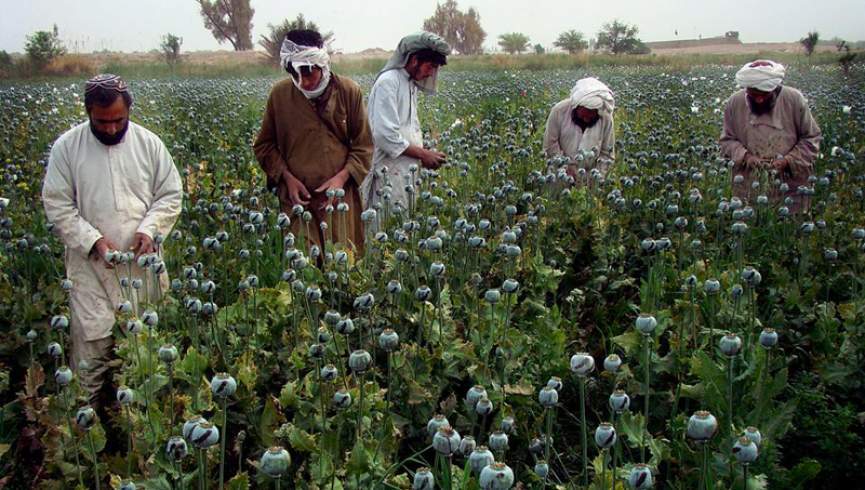 تلگراف: برخی مقام‌های طالبان از ممنوعیت کشت خشخاش مخفیانه سود می‌برند