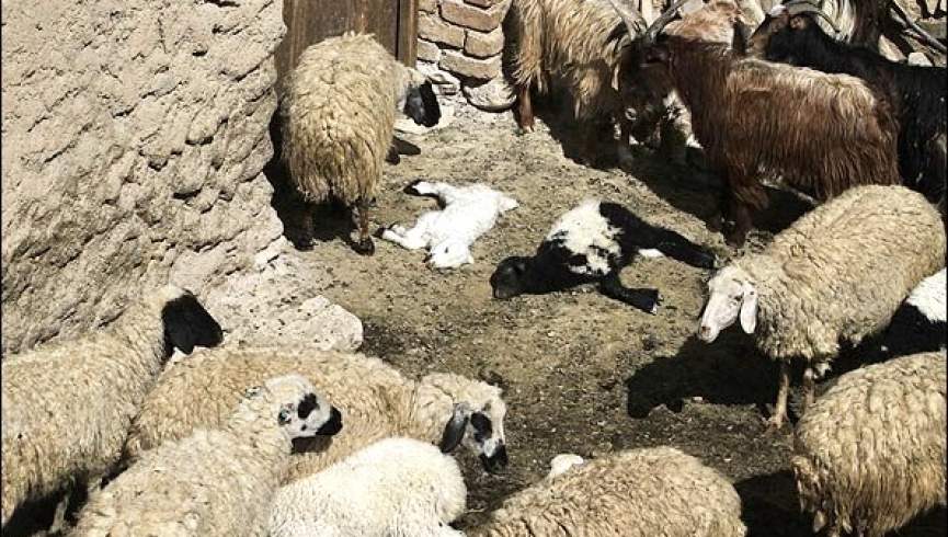 شیوع بیماری‌های دامی پس از ورود کوچی‌ها به بامیان؛ نگرانی‌ مردم از گسترش بیماری‌ها
