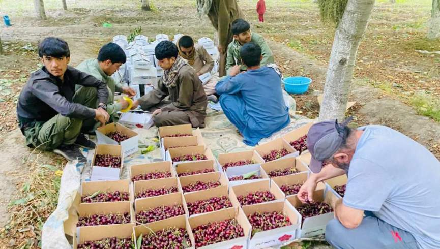 طالبان: صد تُن گیلاس پنجشیر به کشور‌های آسیای میانه صادر می‌شود