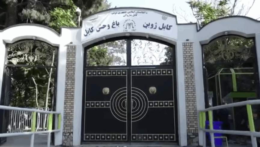 طالب چارواکي: کابل ژوبڼ بل ځای ته لېږدول کېږي