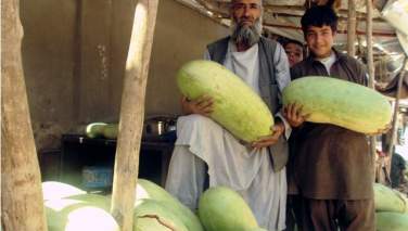 فواید علمی مصرف تربوز برای صحت