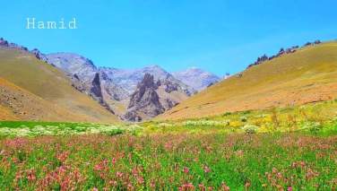 هجوم کوچی‌ها به دره سادات بامیان رسید؛ هزاران رأس گوسفند بر کشتزار مردم