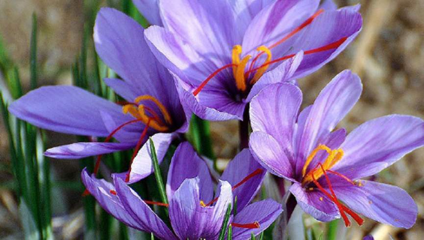 همکاری نهادهای بین‌المللی و ریاست زراعت برای رونق کشت زعفران در فراه