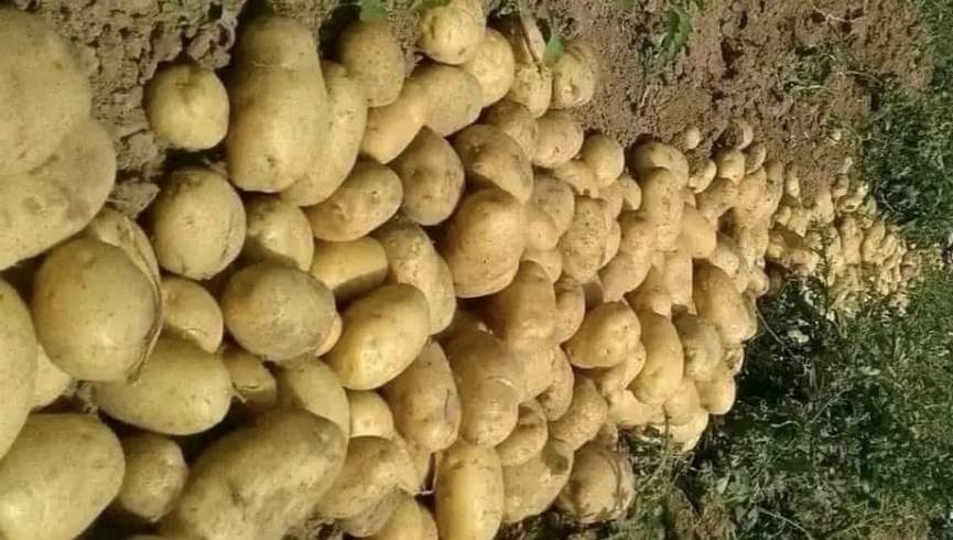 وچکالۍ او آفتونو د بامیان د کچالو حاصلات تر ټولو ټیټې کچې ته راټیټ کړي