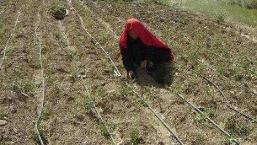 خشکسالی در بامیان؛ بیش از ۴۲ هزار خانواده نیازمند کمک فوری شدند
